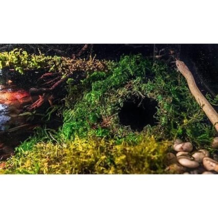 Mossy Cave Hide, 4